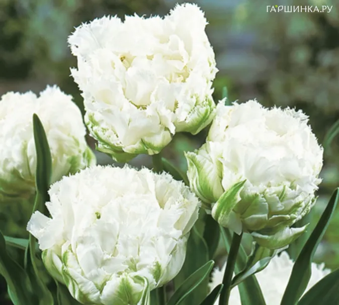 Тюльпан Сноу Кристал 3 шт