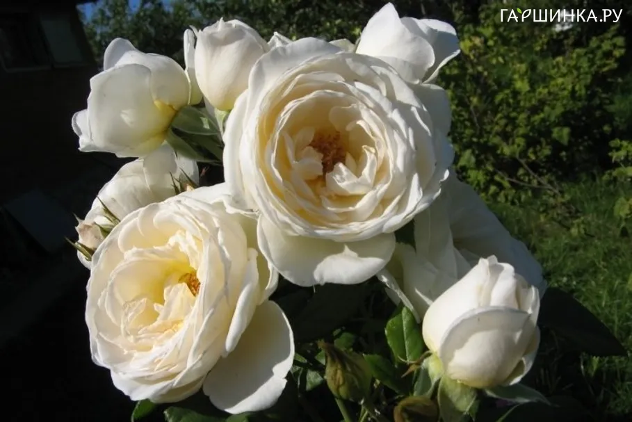Роза Бланк плетистая Imperial Rose