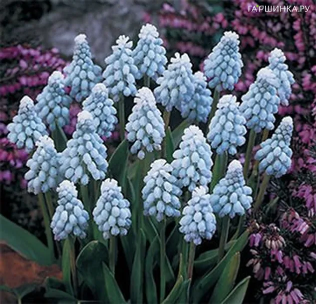 Мускари Валери Финис 10шт