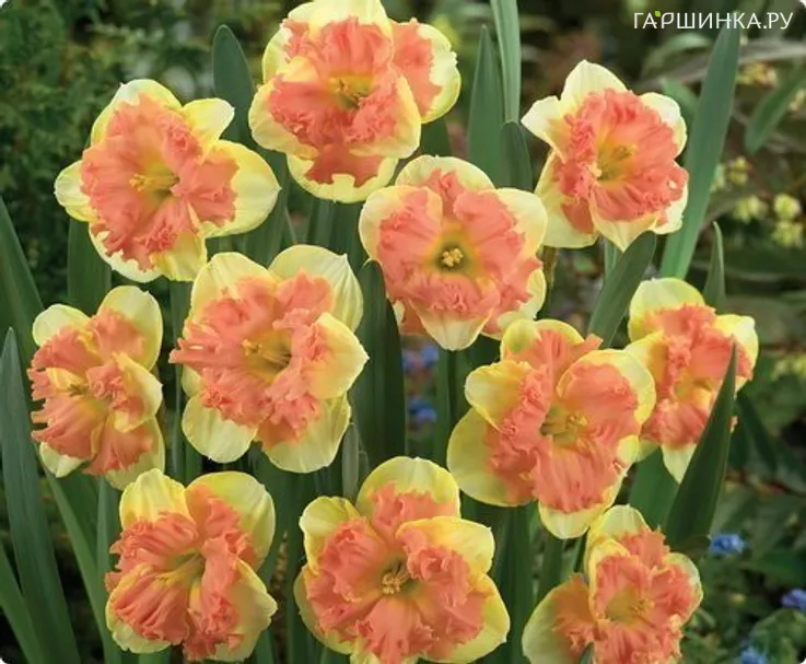 Нарцисс Ванилла Пич гофрир.коронка 5шт.