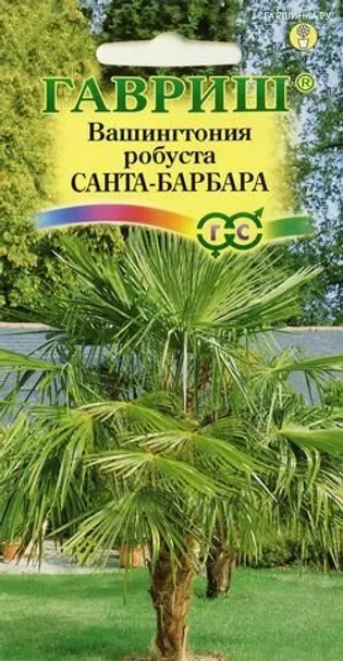 Вашингтония мощная Санта-Барбара 3 шт.