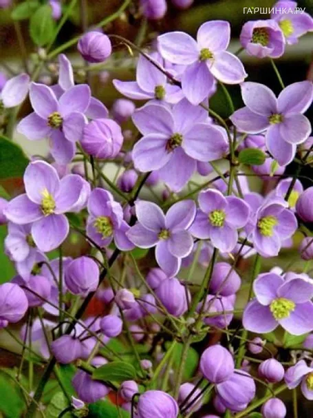 Василистник Рохебрунна