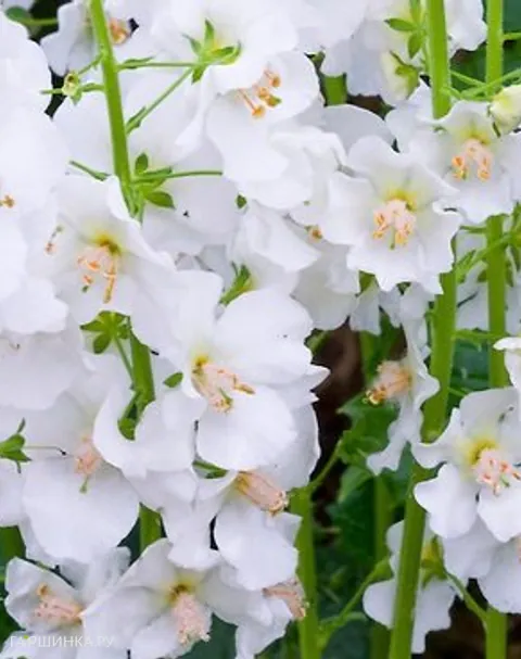 Вербаскум (коровяк) Флаш оф Уайт