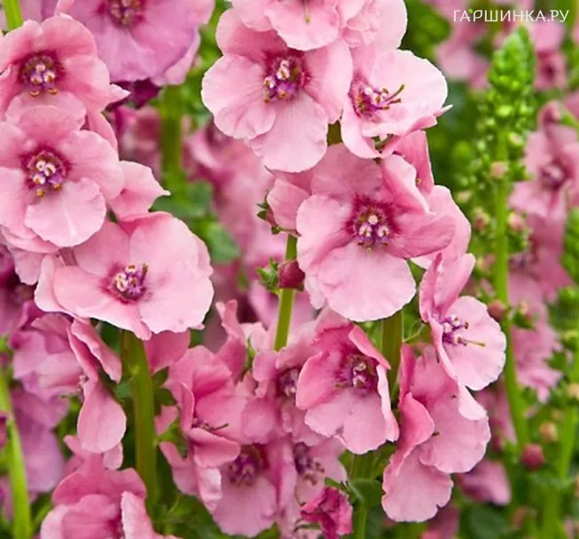 Вербаскум (коровяк) Пинк Домино