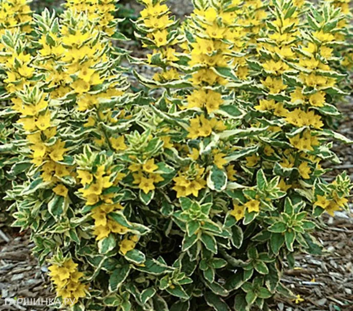 Вербейник точечный Александр