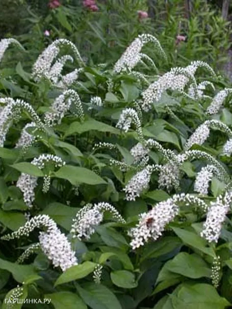 Вербейник ландышевый (клетровидный)