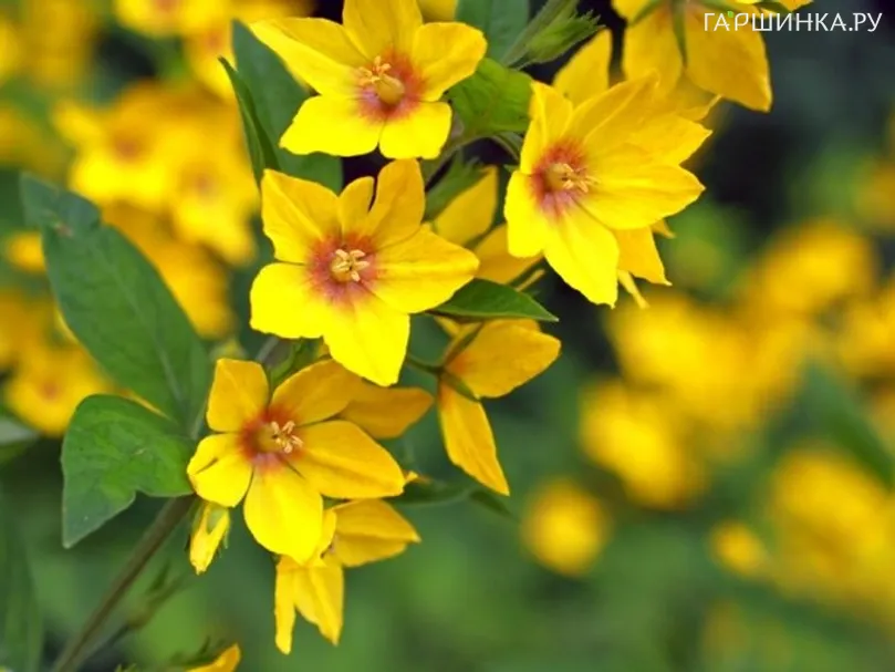 Вербейник обыкновенный