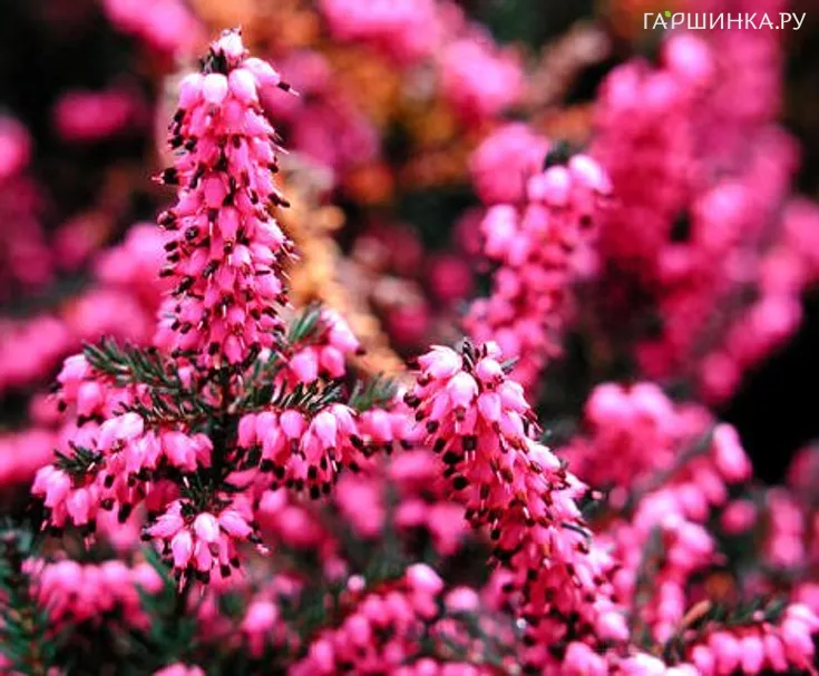 Эрика Крамерс Рот