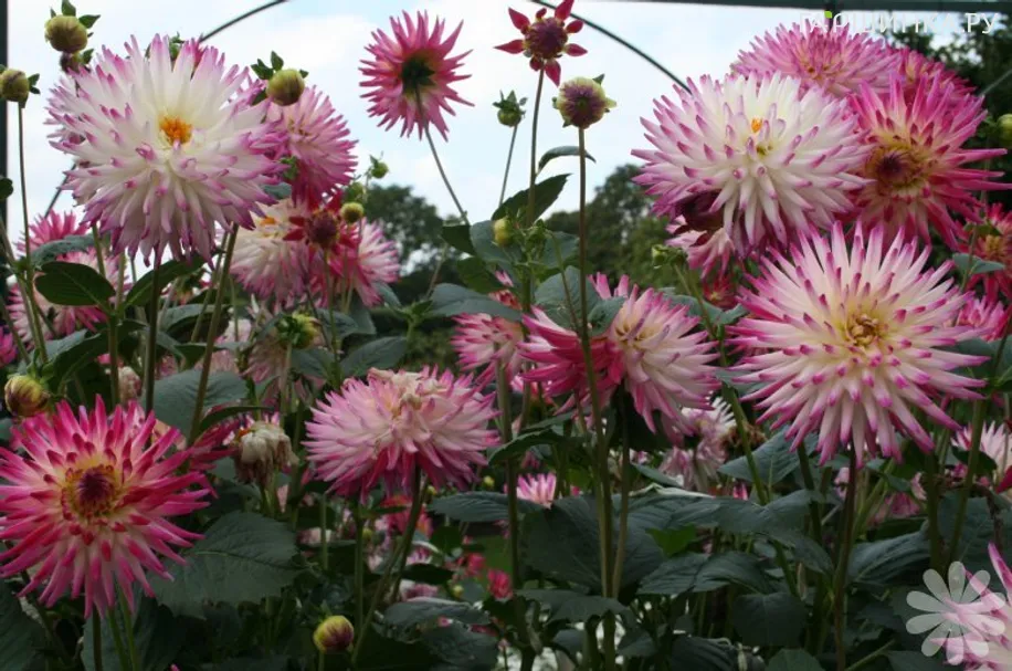 Георгина Веритейбл кактусовидная