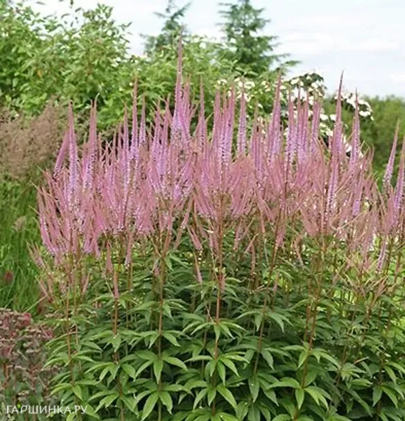 Вероникаструм Адорейшен