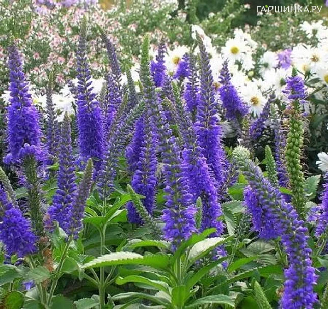 Вероника длиннолистная Блайризин