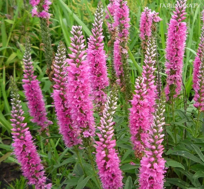 Вероника длиннолистная Роял Пинк