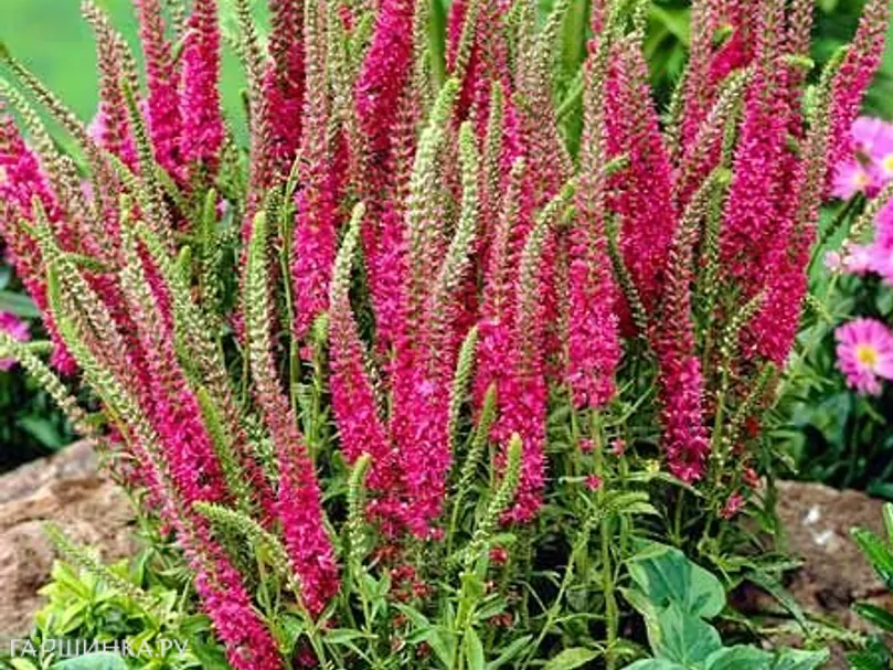 Вероника колосистая Ротфукс