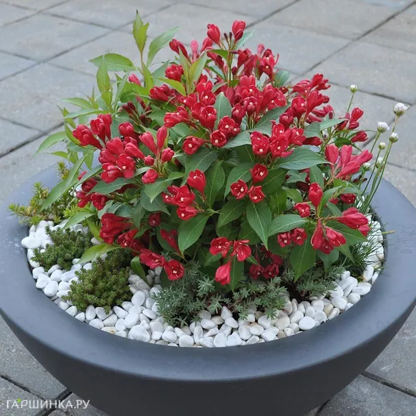 Вейгела Олл Саммер Ред