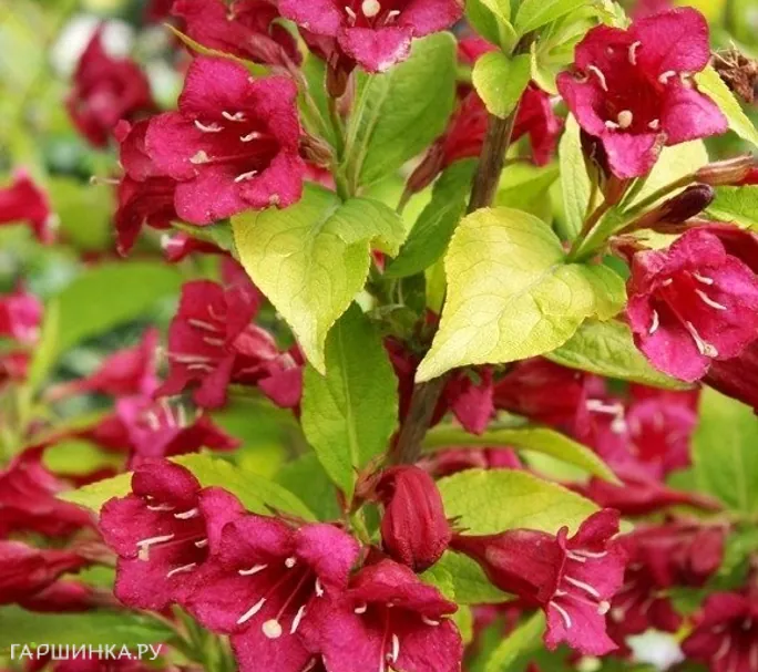 Вейгела Олимпиада