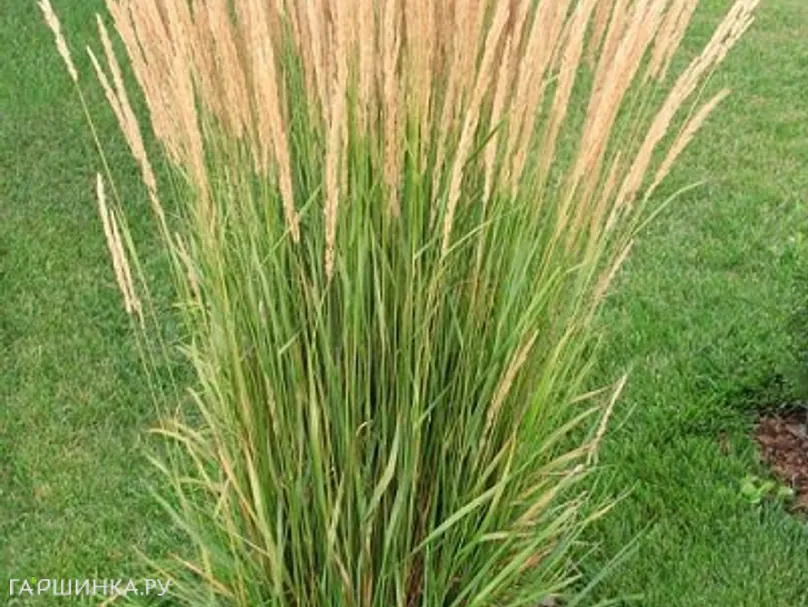 Вейник Карл Форстер