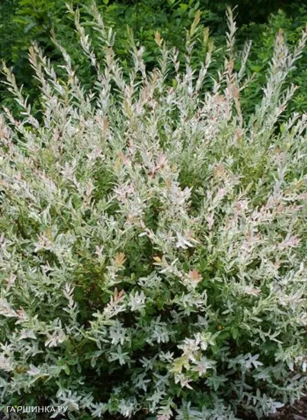 Ива Хакуро Нишики (розовые листья)