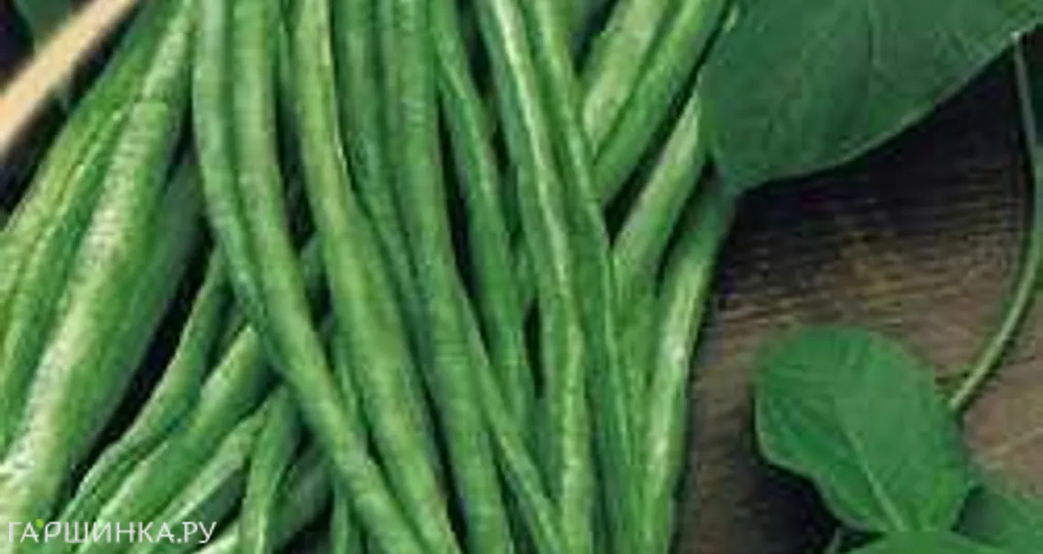 Вигна Графиня 5г