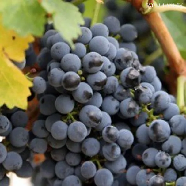 Виноград плодовый Мускат черный