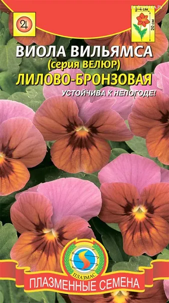 Виола вильямса (серия Велюр) Лилово-бронзовая