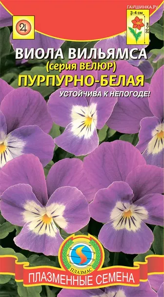 Виола вильямса (серия Велюр) Пурпурно-белая