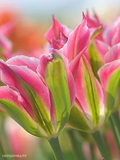 Тюльпан Виришик зеленоцветный 5шт.