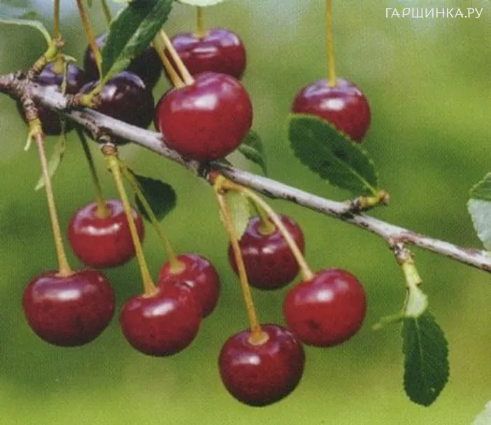 Вишня Горьковская