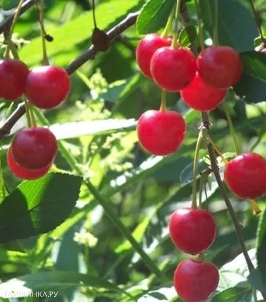 Вишня Нижнекамская