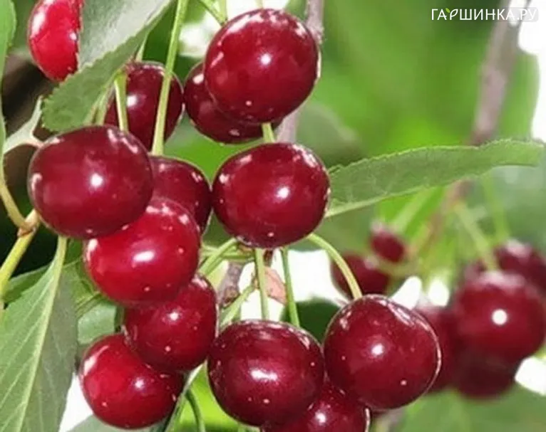 Вишня Уральская рубиновая