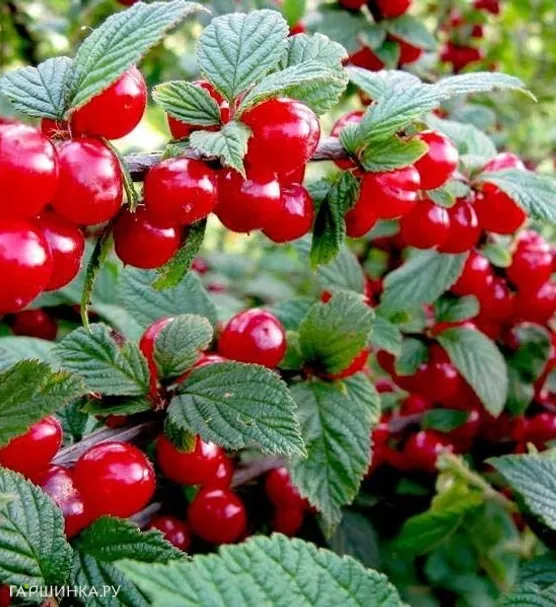 Вишня войлочная