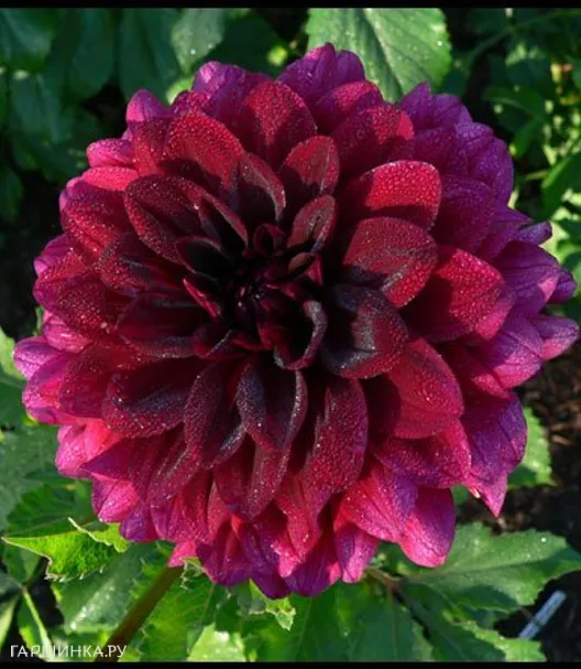 Георгина Ву Ду декоративная