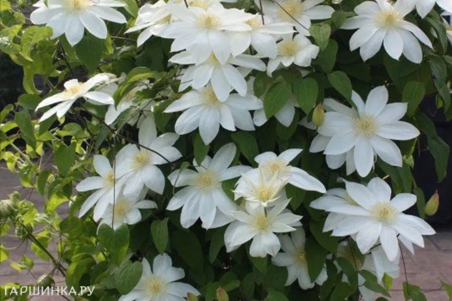 Клематис Вадас Примроуз крупноцветковый (2)