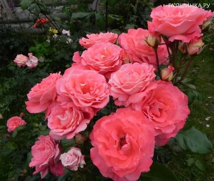Роза Вайкики флорибунда, Imperial Rose