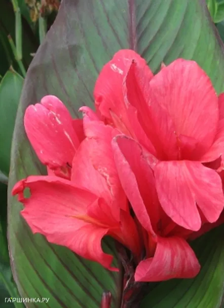 Канна Ватермелон