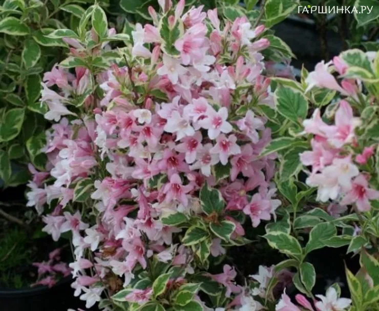 Вейгела Нана Вариегата