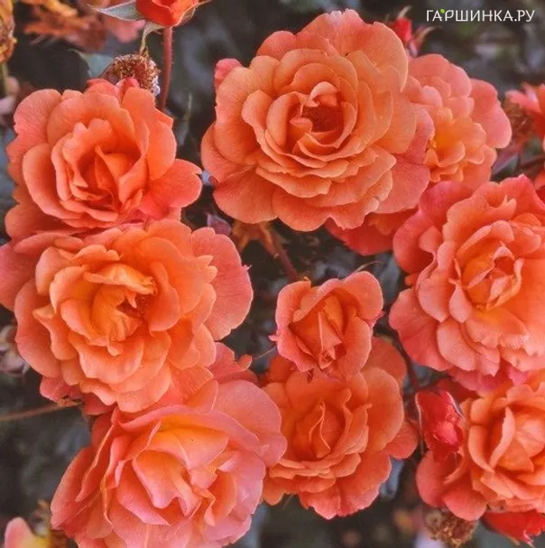 Роза Вестерланд  кустарниковая, Тантау (лиц)