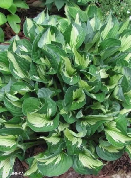 Хоста Вирлвинд (SM)