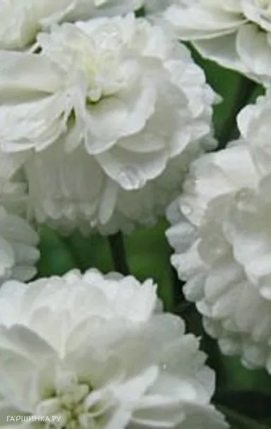 Гвоздика Вайт