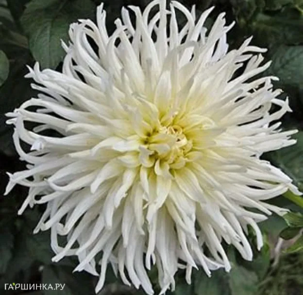 Георгина Вайт Стар кактусовидная