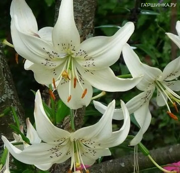 Лилия Вайт Твинкл азиатская