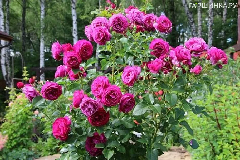 Роза Вайлд Блю Йондер, Викс (лиц)