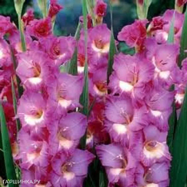 Гладиолус Виндсонг 5шт