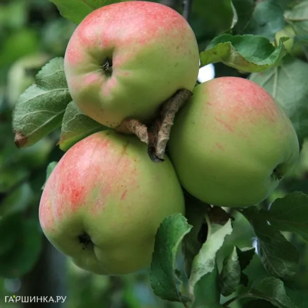 Яблоня Антоновка десертная