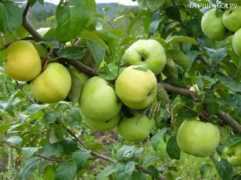 Яблоня Антоновка обыкновенная