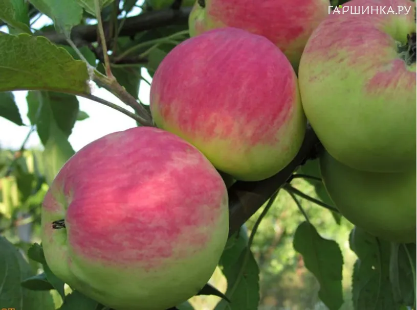 Яблоня Мантет