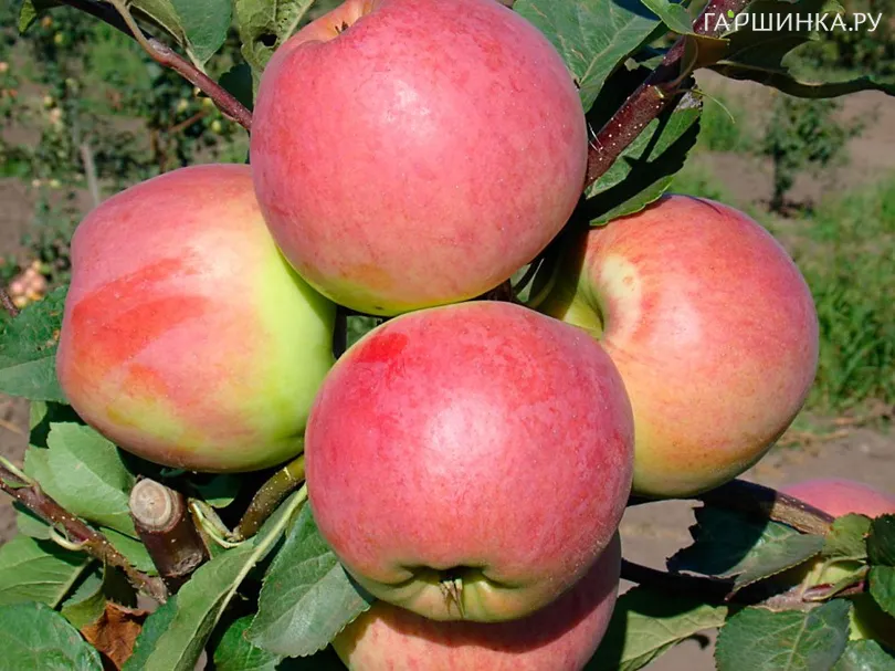 Яблоня Успенское