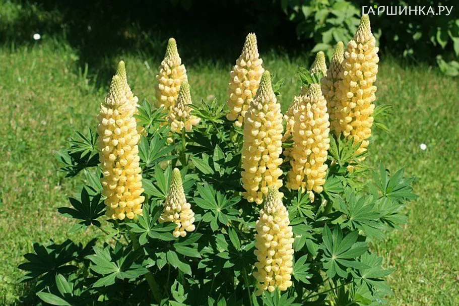Люпин Yellow