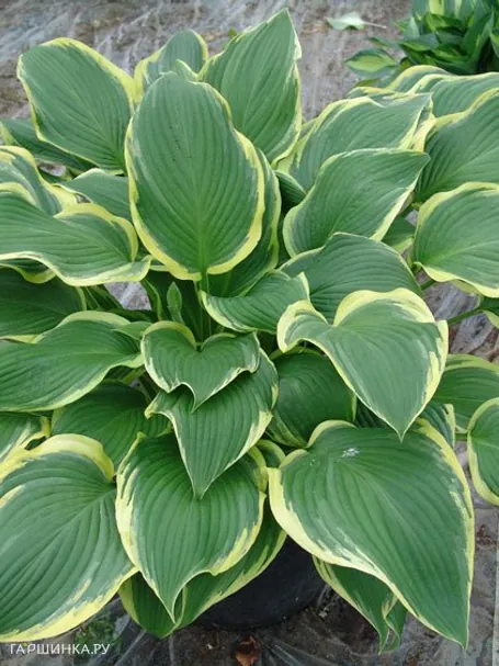 Хоста Еллоу ривер (ML)