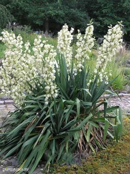 Юкка нитчатая