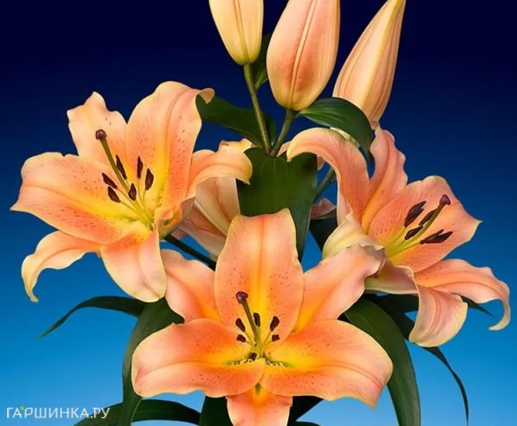 Лилия Зельмира ОТ-гибрид персиковая